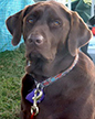Sadie
