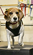 shiloh