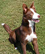 Stryker