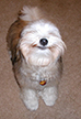 Tucker