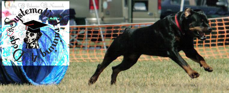 Rottie and tunnel
