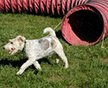 Gidget