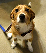 Odie